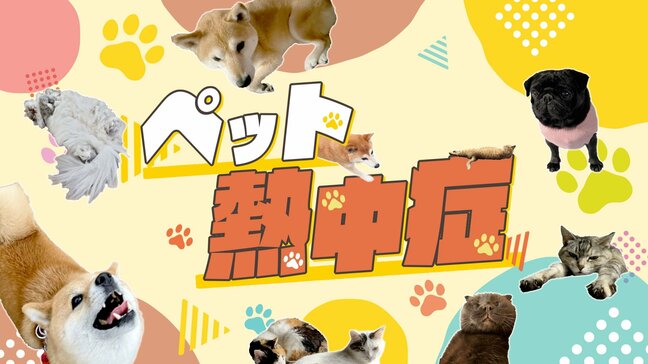 「熱中症疑いで受診→死亡率は50%!?」ワンちゃん・ネコちゃんも熱中症に注意!愛する家族を守るために…専門家に症状や対策などを聞きました!|TBS NEWS DIG