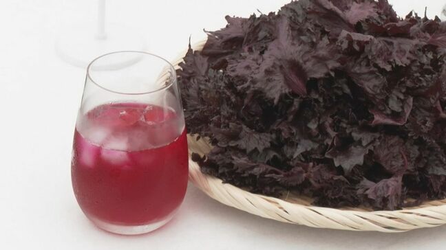 「梅干しはもちろん、ジュースでも」全国2位の生で食べられる赤シソの産地 愛知・碧南市で収穫はじまる|TBS NEWS DIG