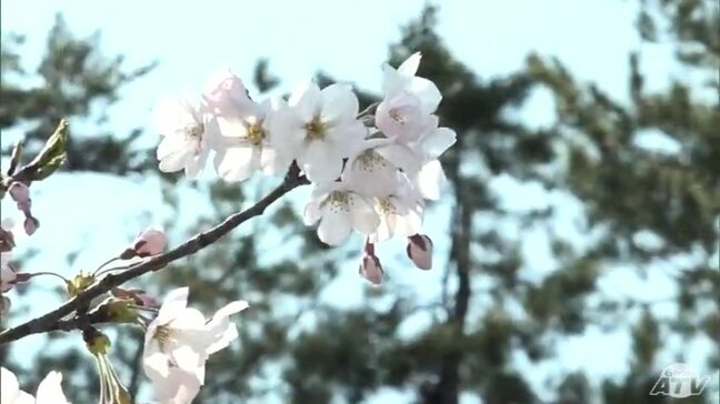“日本一のサクラの名所”で主役の「ソメイヨシノ」がようやく開花！　「弘前さくらまつり」に“華”を添える　観光客も「やっぱりステキだな…」　　“春の宴”楽しむ人も　青森県弘前市|TBS NEWS DIG