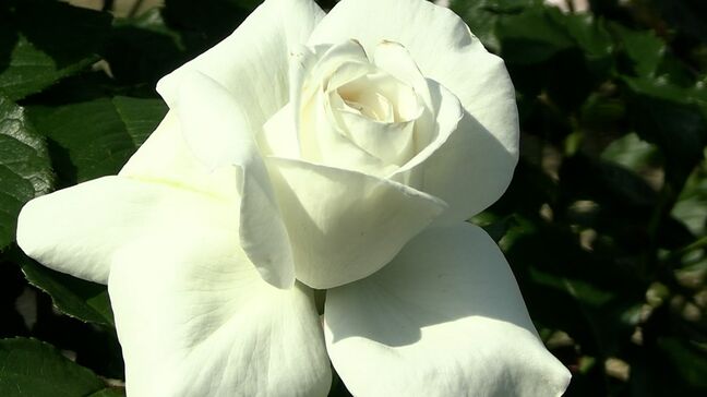 「よくここまでやったと思う」趣味が高じて自宅をバラ園に　約340種、360株が見頃を迎える【岡山】|TBS NEWS DIG