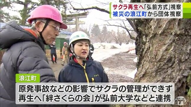 震災復興のシンボルのサクラを開花へ　福島県浪江町がサクラの名所・弘前公園を視察「どかんといっぱい花芽がつくやり方を」|TBS NEWS DIG