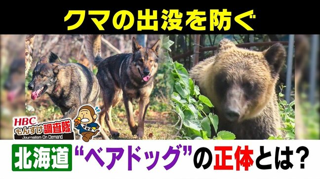 【クマ対策】「人里は恐ろしい」とクマに教え込む“ベアドッグ”の活動に同行！駆除を最後の手段にするため、今求められる「予防的対策」の現場|TBS NEWS DIG