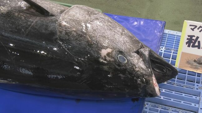 本マグロ詰め放題「1000円」…159キロのマグロ解体ショーも「境港まぐろ感謝祭」大賑わい　鳥取・境港市|TBS NEWS DIG