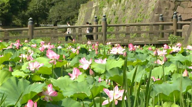 鶴丸城跡でハスの花、涼しげに…12日連続の熱中症警戒アラート　鹿児島|TBS NEWS DIG