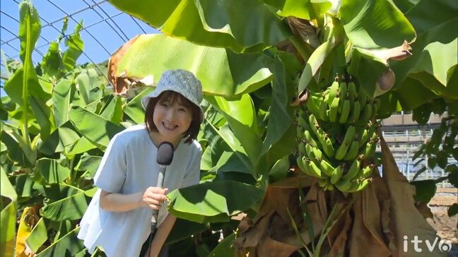 まるでジャングル！ 愛媛で“南国フルーツ”が続々実る 猛暑を逆手に珍しい果物を|TBS NEWS DIG