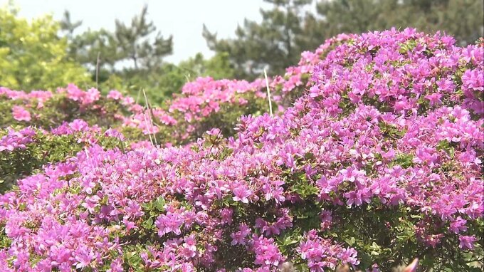 ミヤマキリシマ見ごろに　可憐なピンクの花々が登山客を魅了　大分・経塚山　|　大分のニュース｜OBS NEWS｜大分放送