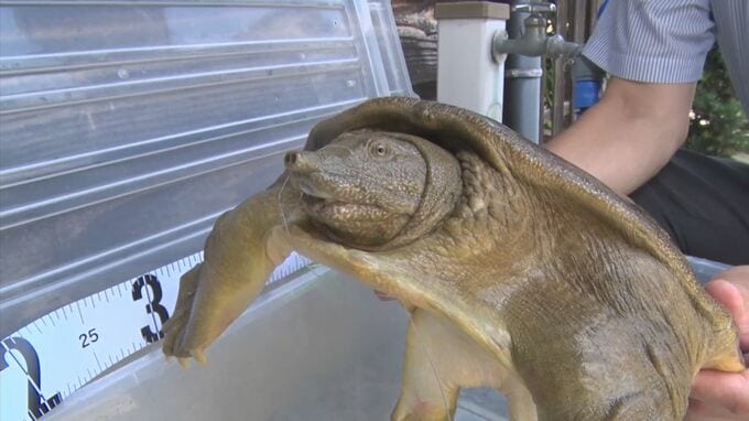 ウナギ釣るはずが…「巨大スッポン」釣れた　甲羅の長さ40センチ、6.6キロ　から揚げにして食べる|TBS NEWS DIG