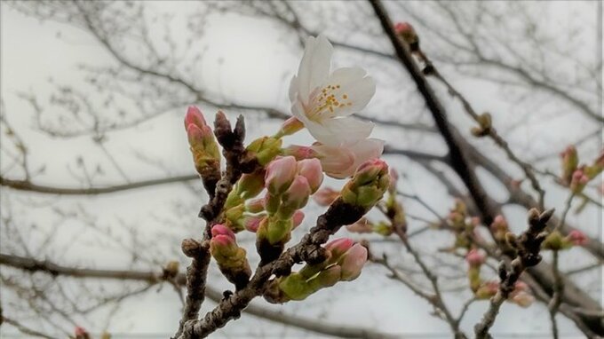 【速報】甲府で桜が開花　観測史上最も早く　ソメイヨシノ咲く　甲府地方気象台　|　山梨のニュース | ＵＴＹテレビ山梨