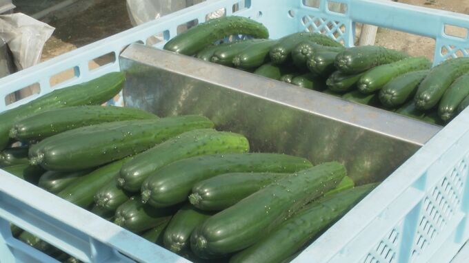 石川県内産 春きゅうり 初出荷 　朝から生産者らが収穫作業　生産コスト高騰も品質の維持に努める　|　石川県のニュース｜MRO北陸放送