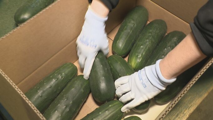 サラダ・浅漬け・そぼろあんかけに 加賀野菜のひとつ “加賀太きゅうり”初出荷　|　石川県のニュース｜MRO北陸放送