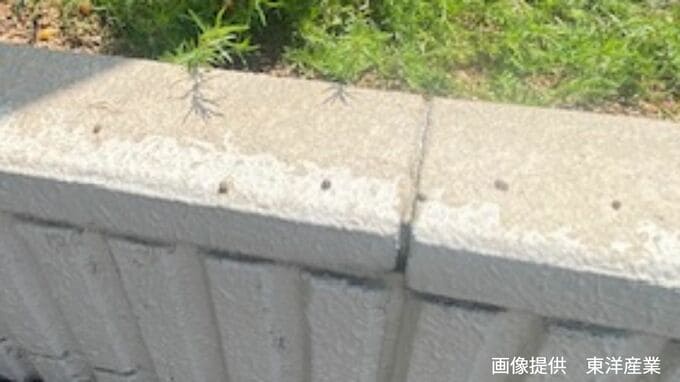 コンクリートに点々と…「小さいけれど臭い」マルカメムシ「その生態は？」【前編】|TBS NEWS DIG