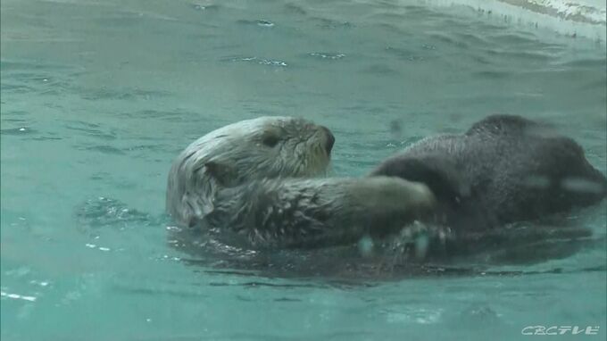 ことしの夏休み コロナ禍前を上回る観光客が訪れたのは鳥羽水族館（27.6%増）や赤目四十八滝（13%増） 三重の観光地|TBS NEWS DIG