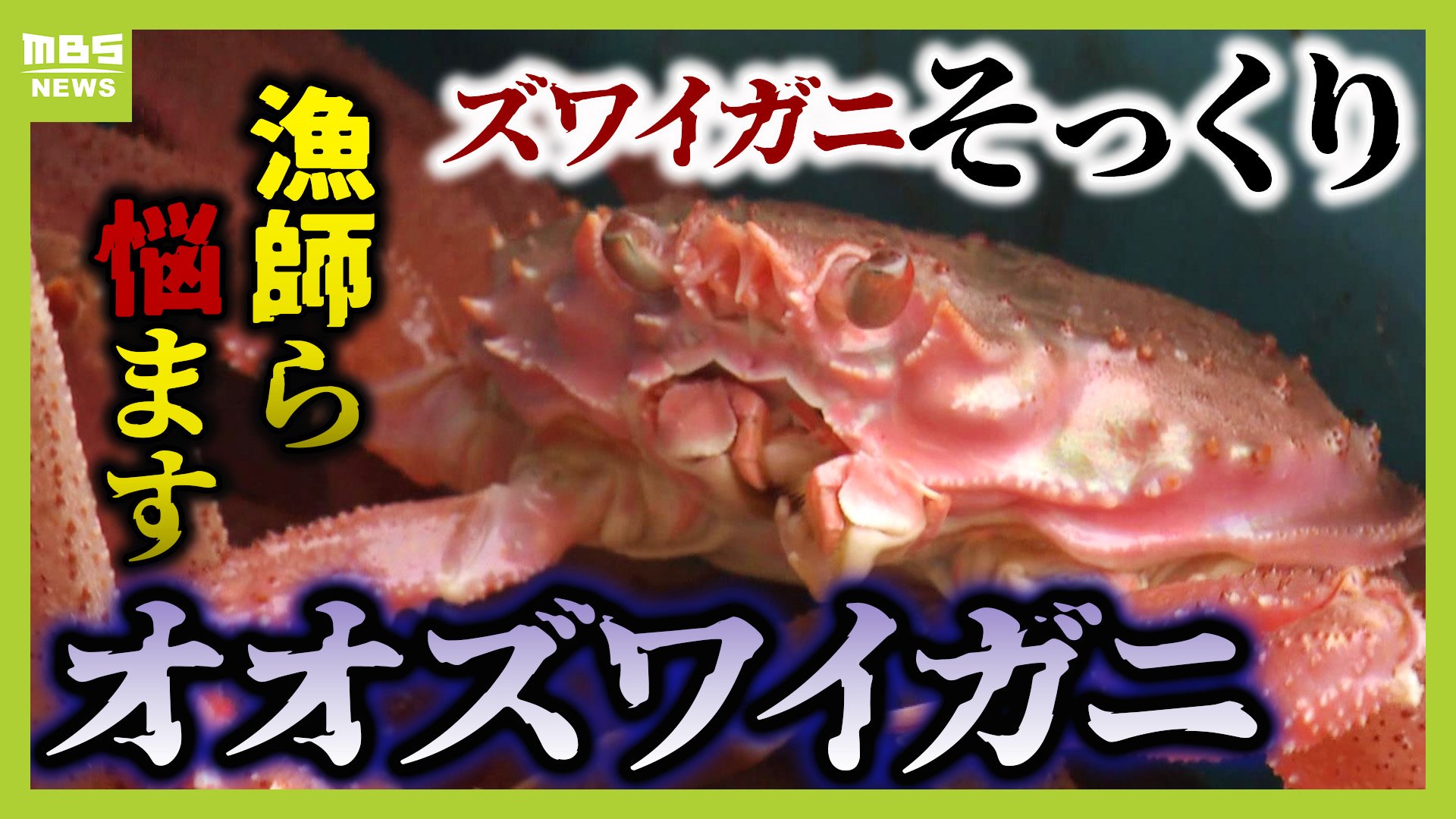 G*N様 オオロッカクコブシガニ展示中 定期オークション G*N様 オオ