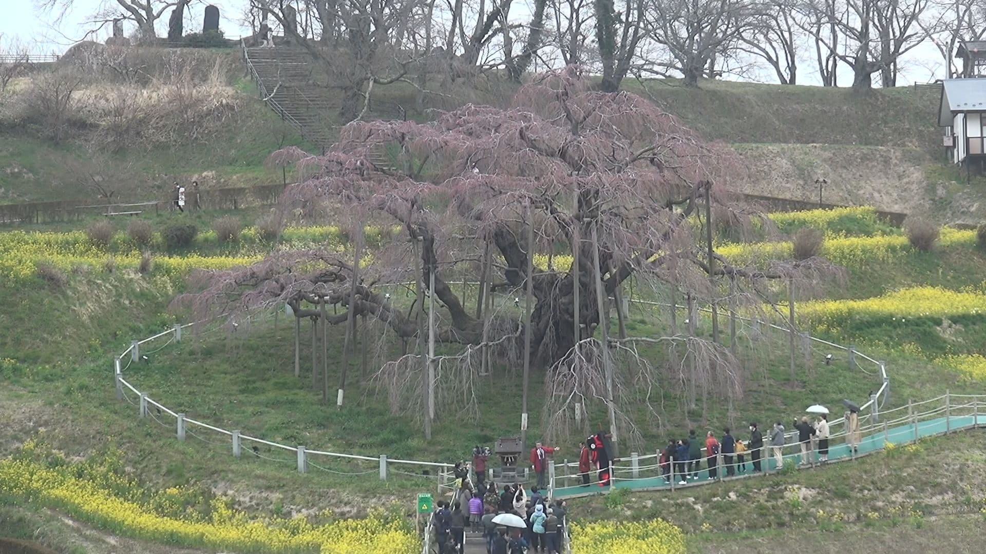 日本三大桜のひとつ 三春滝桜の開花を宣言 福島・三春町 | 福島のニュース│TUF (1ページ)