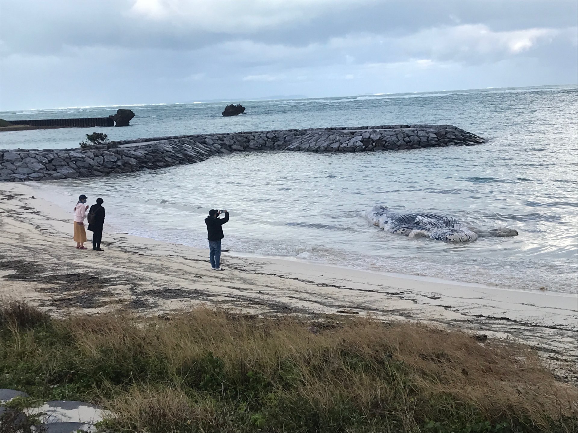 クジラの死骸が最強寒波・波浪警報の中ビーチに漂着 沖縄・北谷町