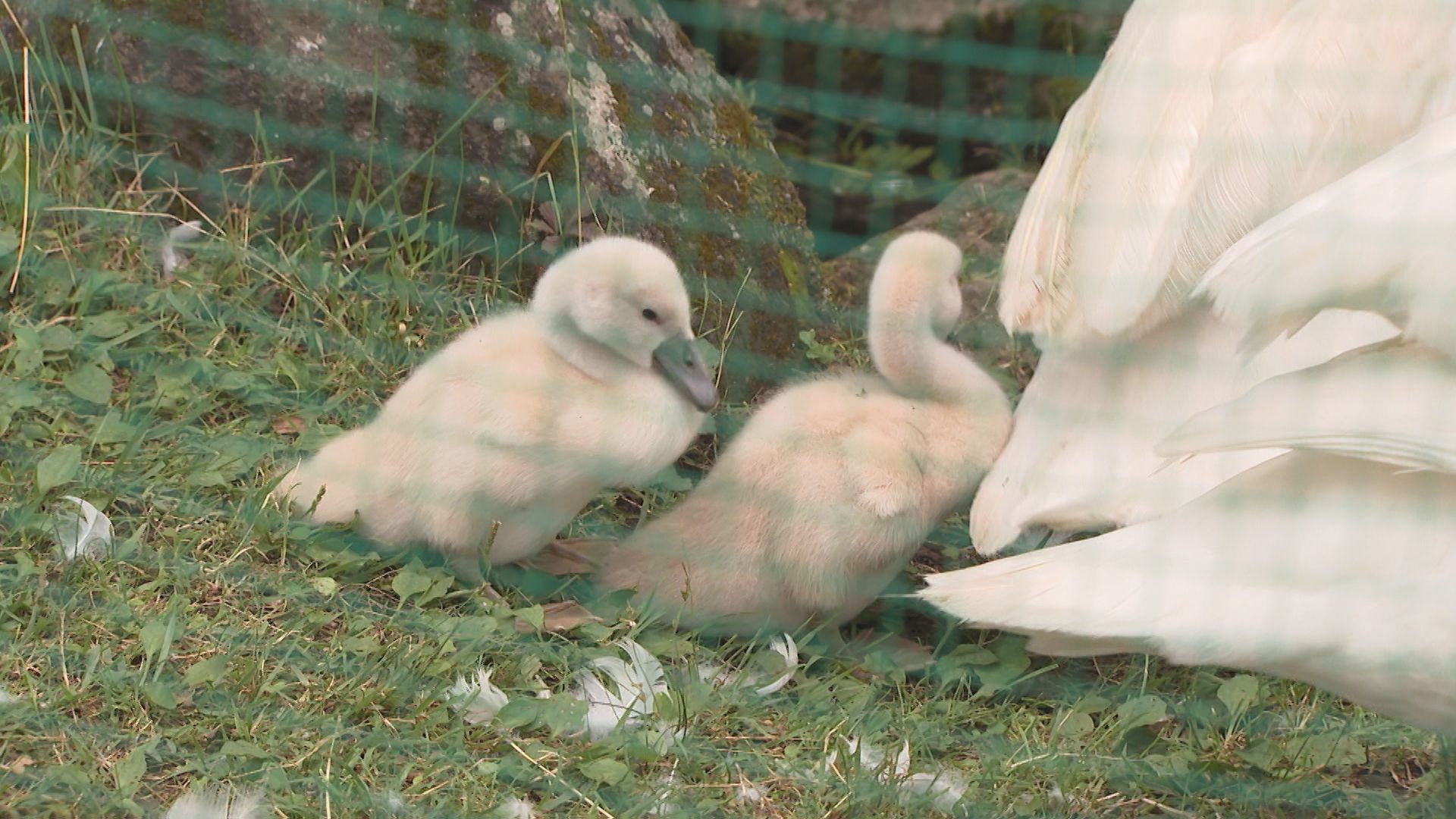 志高湖で白鳥のヒナ誕生 2羽すくすく育つ 大分・別府市 | TBS NEWS DIG