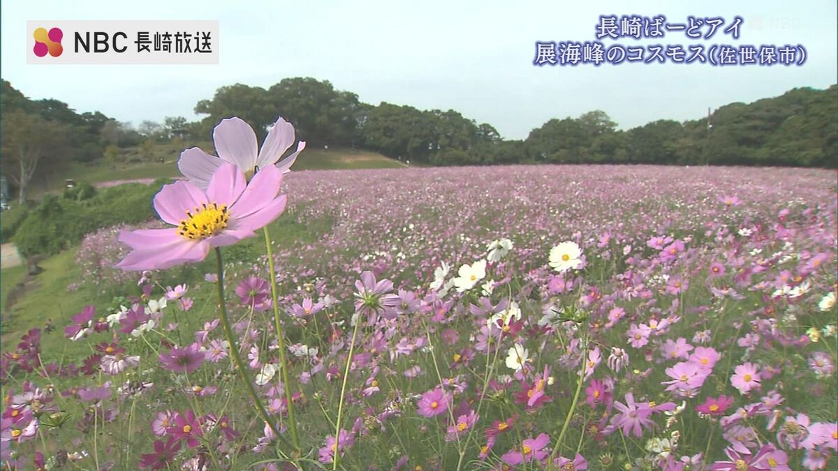 約15万本のコスモス咲き誇る佐世保市の名所「展海峰」 “旅する蝶