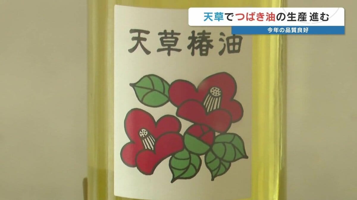 2万本の自生ヤブツバキから“黄金色の輝き” 天草椿油の生産が最盛期