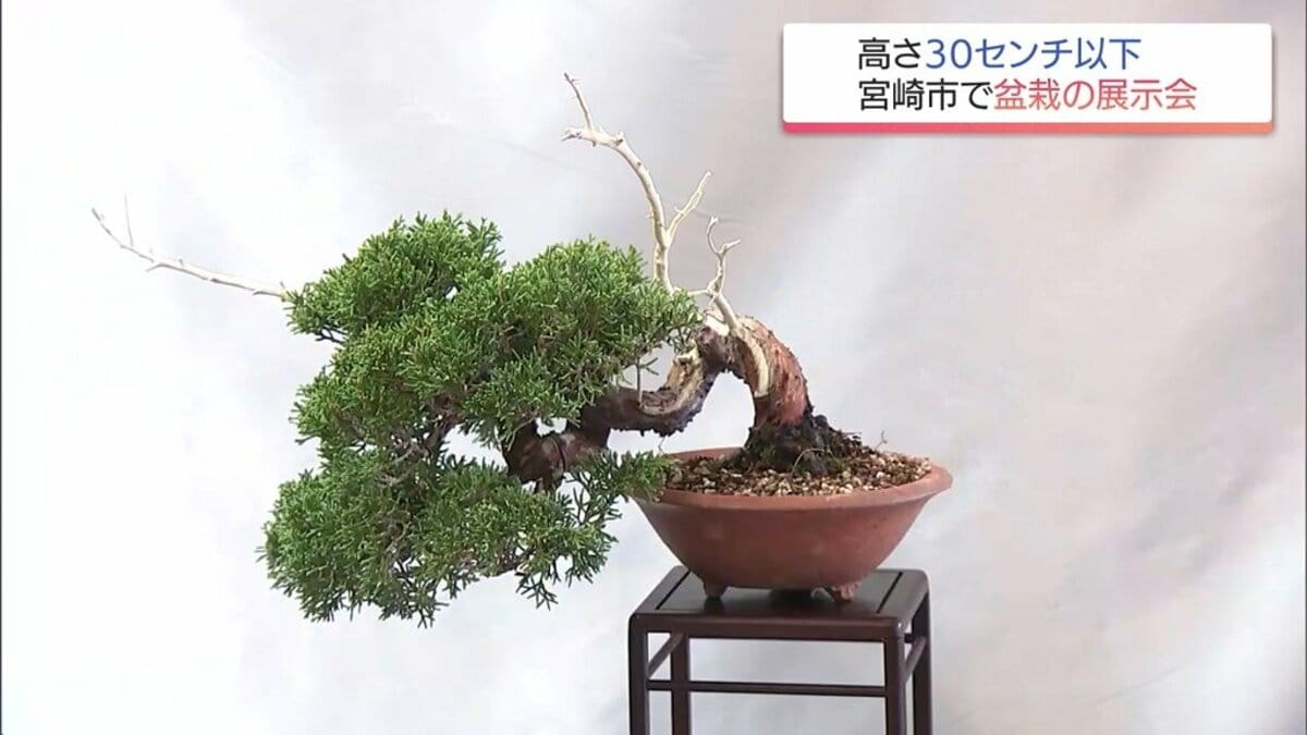 いつまでも元気で　　ガルーダのいる飾り盆 　1500円値下げしました。 高さ30センチ以下の盆栽を集めた展示会 フローランテ宮崎で12日まで