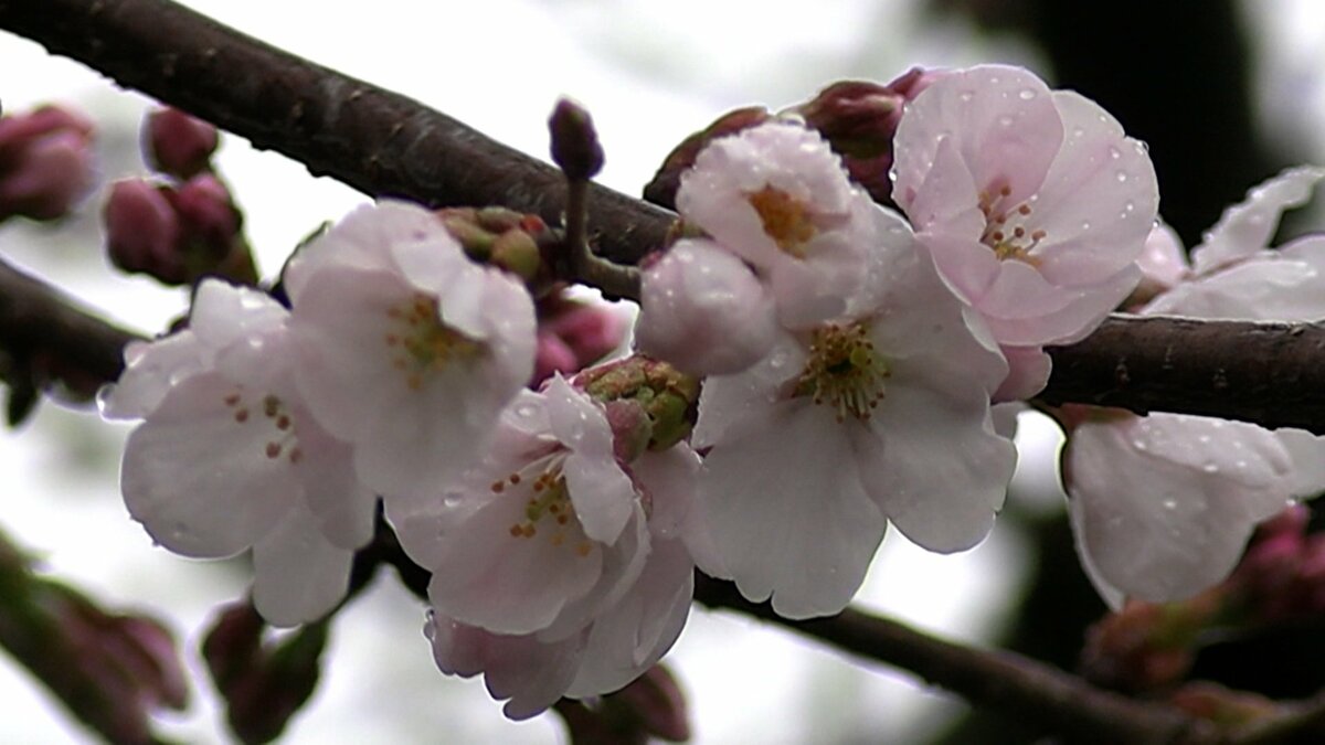 高松地方気象台がソメイヨシノの開花を発表 栗林公園の標本木で6輪の花