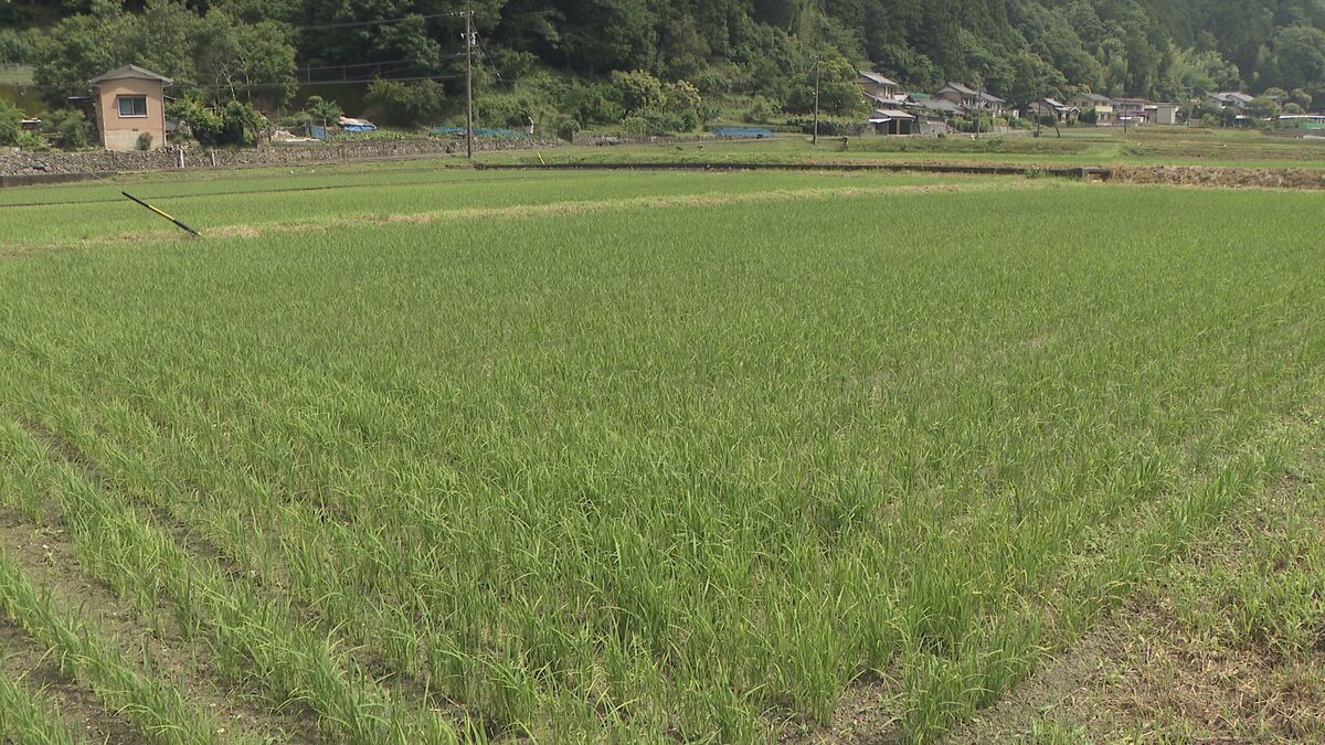 中部電力が｢水を張らない｣コメ作り 水田からのメタンガス発生を約8割抑える“脱炭素米”  愛知･新城市