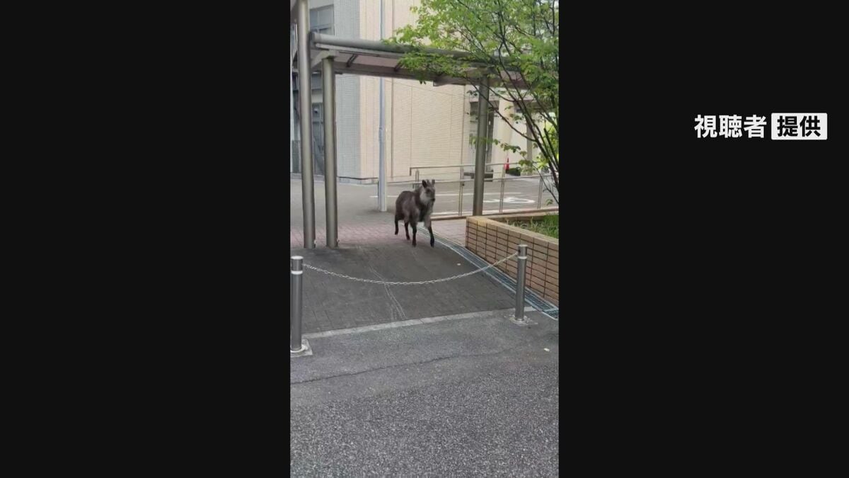 ニホンカモシカか　名古屋大学キャンパスで目撃　22日から名古屋市内で目撃相次ぐ