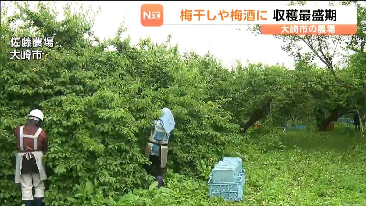 ウメの主力品種「白加賀」の収穫最盛期 霜被害なく順調に育った良質な