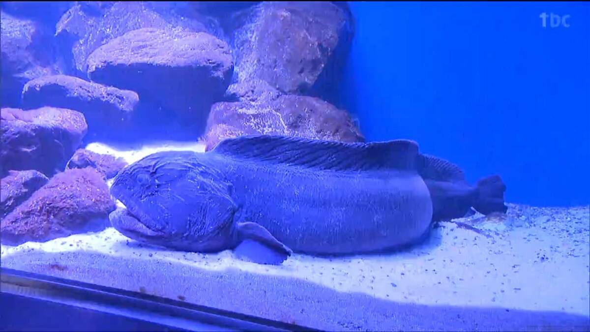 カメラをがぶり！？牙が鋭いオオカミウオ 冷たい海に住む凶暴な魚