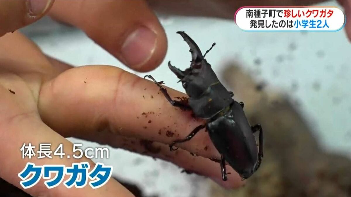 左がメス？右がオス？種子島で珍しいクワガタを小学生が発見「育てれば