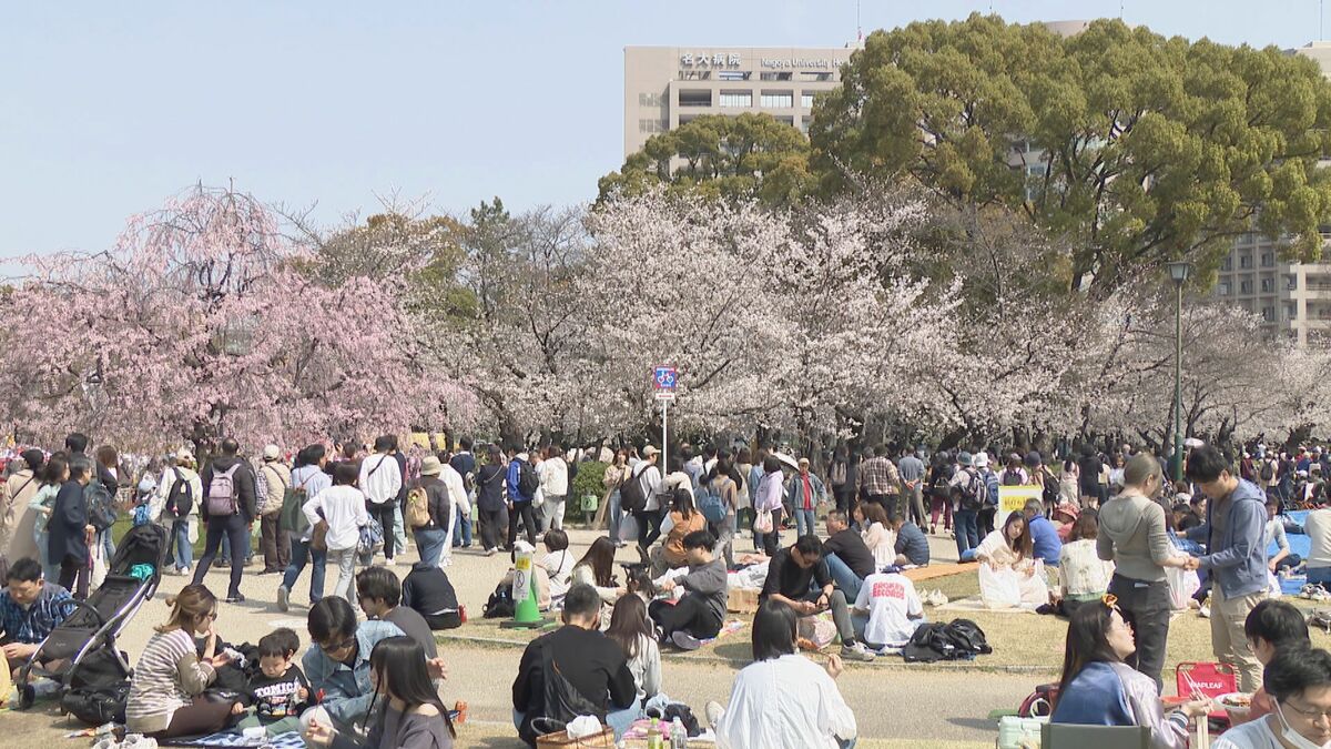 「さくら名所100選」の１つ名古屋の鶴舞公園も見ごろ 多くの花見客で賑わう 名古屋・昭和区