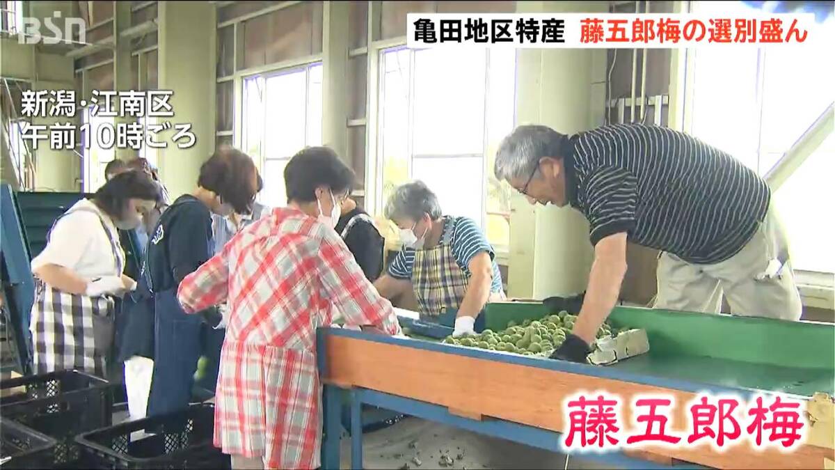 大粒で肉厚 梅干し・梅酒づくりに最適です！ 『藤五郎梅』の選果