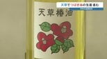 2万本の自生ヤブツバキから“黄金色の輝き”　天草椿油の生産が最盛期　熊本|TBS NEWS DIG