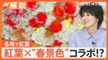 東京でもようやく紅葉 全国の紅葉の色づきマップ、紅葉ד春景色”コラボ!?【Nスタ解説】|TBS NEWS DIG
