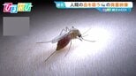 「蚊」が好きなのは白T?黒T?血を吸いながら“おしっこ”も…研究者に聞く刺されない対策【ひるおび】|TBS NEWS DIG