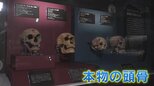 【日本初上陸】"ネアンデルタール人とクロマニョン人の本物の頭骨" 「氷河期展 人類が見た4万年前の世界」 福岡県太宰府市の九州国立博物館|TBS NEWS DIG