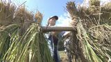 「初めて田んぼの景色を見た」留学生が地域の人と稲刈り体験|TBS NEWS DIG
