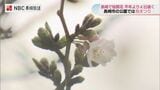 【長崎】サクラ開花！朝は3輪 午後に5輪…春の陽気が「最後の一押し」　|　長崎のニュース | 天気 | NBC長崎放送