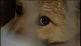 保護した犬や猫を一時的に保護する新たな施設の落成式　最大50頭を保護し訓練など【香川・高松市】　|　岡山・香川のニュース | 天気 | RSK山陽放送