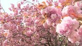 桜の名所　青森県青森市・野木和公園でヤエザクラが見頃　|　青森のニュース│ATV NEWS│青森テレビ