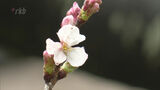 平年より４日早い開花　福岡のソメイヨシノ　|　福岡のニュース｜RKB NEWS｜RKB毎日放送