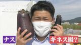 実りの秋に実り過ぎた！？ギネス級の巨大ナスがあると聞いて行ってみると…　|　BSSニュース | BSS山陰放送