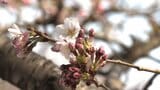 被災地に春の便り 独自の標本木でサクラの開花宣言 去年より3日遅く平年より2日早い 大規模山林火災からの復興へ願い重ねる 岩手・大船渡市|TBS NEWS DIG