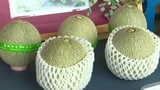 ブランド化目指す「今治メロン」 180個が数時間で完売! | 愛媛のニュース - Nスタえひめ|あいテレビは6チャンネル