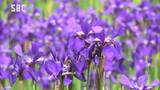 約4万株のアヤメが紫色の花を…長野・箕輪町の休耕田…新緑と青空とのコントラストを楽しむ…15年ほど前から植え始め株分けしながら増やし、今では30アールほどに|TBS NEWS DIG