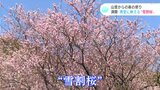 “雪割桜”満開 山里からの春の便りに誘われて… | 高知のニュース・天気|KUTV NEWS | KUTVテレビ高知