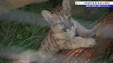 盛岡市動物公園ZOOMOでピューマの子どもたちが展示スペースデビュー 開園直後から多くのファン詰めかける|TBS NEWS DIG