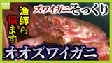 ズワイガニの"そっくりガニ"が大量発生　値段は８分の１！？消費者はうれしい反面...ズワイガニ漁師たちには大打撃「単価が安くなると生活にも響く」|TBS NEWS DIG