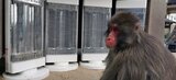 「厳しい冬を乗り越えて」 高崎山にサルのヒーター設置 | 大分のニュース|OBS NEWS|大分放送