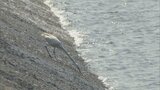 日野川「取水制限率」10%に引き上げ 5月降水量が10年平均の35%|TBS NEWS DIG