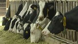 九州の「生乳」価格“9年ぶり”年度途中で値上げ~円安で飼料高騰が要因|TBS NEWS DIG